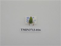藏品(金龜子科)的圖片